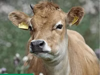 Krava, Swiss cattle — foto 8
