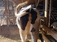 Cow, Holstein breed — photo 2