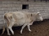গাভী, Latvian Blue cattle — ছবি 2