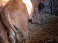 Toro, Vaca Limousin — foto 2