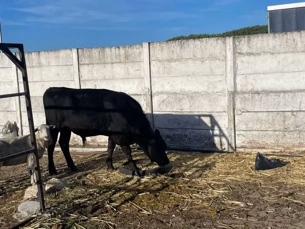 母牛, Aberdeen-Angus — 南非