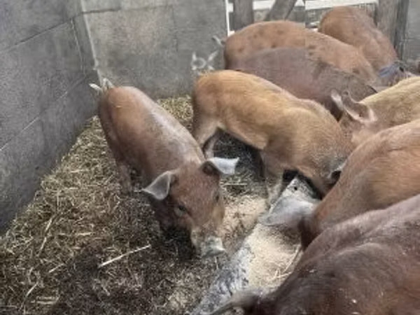 Pigs (batch, sex not specified),  — Hungary