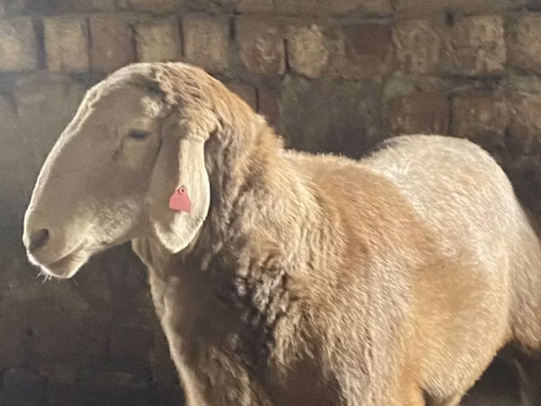 Ram, Arashan sheep — Kyrgyzstan