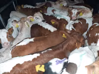 सांड, Simmental cattle — फ़ोटो 5