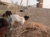 बकरी, Beetal goats — फ़ोटो 7
