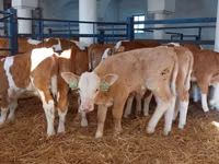 황소, Simmental cattle — 사진 2