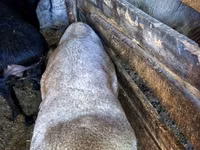 Vædder, Hissar sheep — foto 4