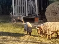 Хуц, Baerchuke sheep — 1 зураг