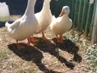 Amerika Pekin — 5-rasm
