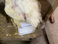 Chickens — акс 6