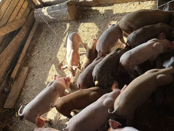Babi hutan, Pigs