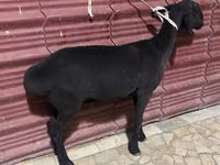 گوسفند (گروه، جنسیت مشخص نشده), گوسفند — عکس 3
