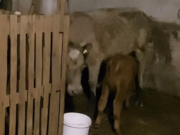 Cow, Cattle — Kazakhstan