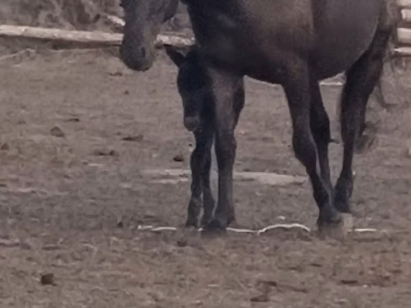 Kuda betina, Kazakh horse — Kazakhstan
