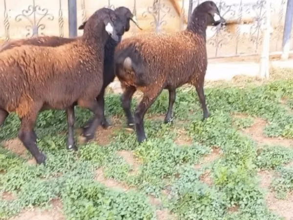 Sheep, Sheep — Kazakhstan