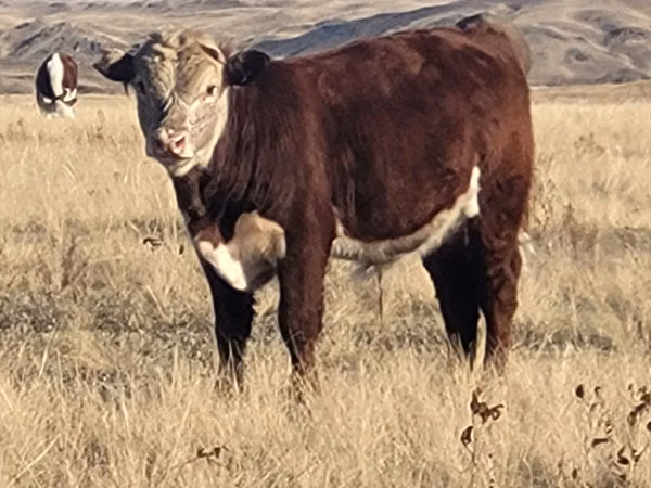 Bull, Hereford