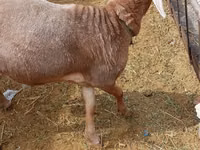 Ram, Edilbay sheep — photo 6