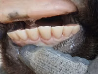 گاو ماده, Simmental cattle — عکس 4