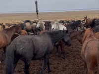 Mare, Horses — photo 3