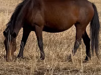 암말, Horse breed — 사진 1