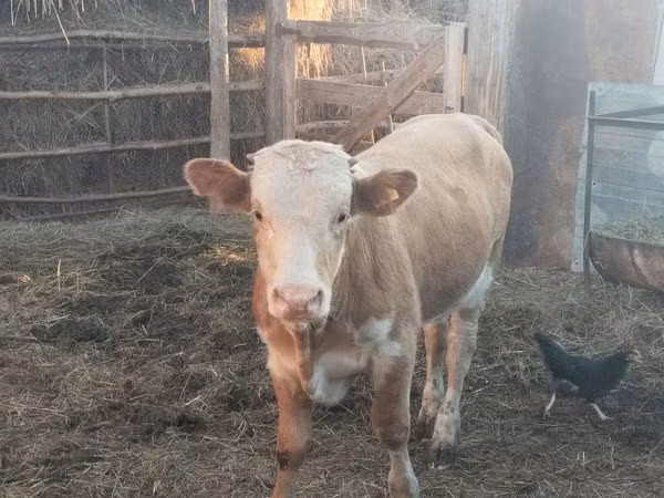 Bull, Simmental cattle — Kazakhstan