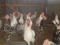 Chickens — photo 1
