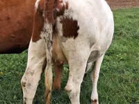 Гов, Simmental cattle — акс 5