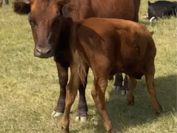 Cow, Cattle — Kazakhstan