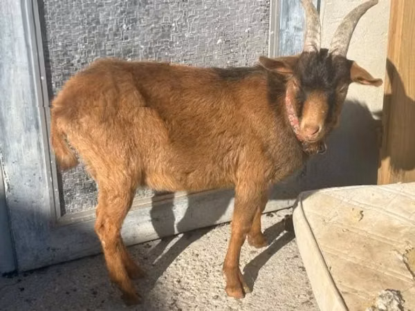 ወንድ ፍየል, Goats — ሀንጋሪ