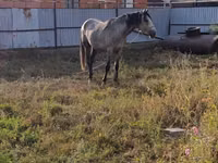 Horse (M), Orlov Trotter — photo 1