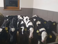 ثور, Russian Black pied cattle — الصورة 1