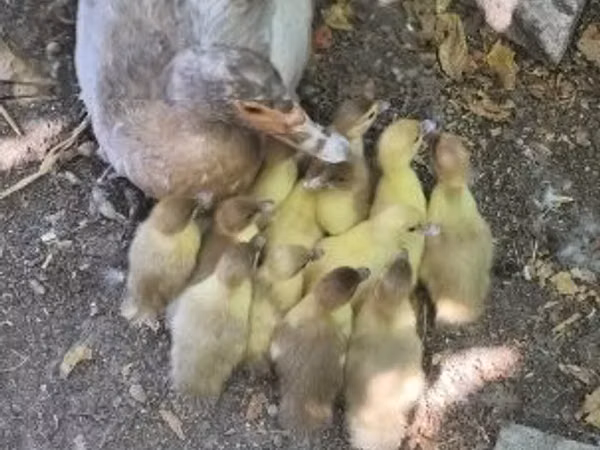 Ducks — Węgry