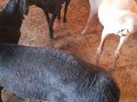 Ram, Sheep — photo 7
