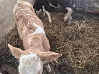 گاو نر, Simmental cattle — عکس 2