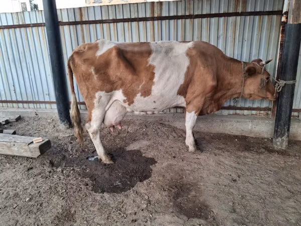 Cow, Simmental cattle — Kazakhstan