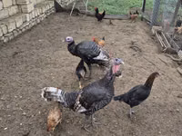 Turkeys — zdjęcie 4