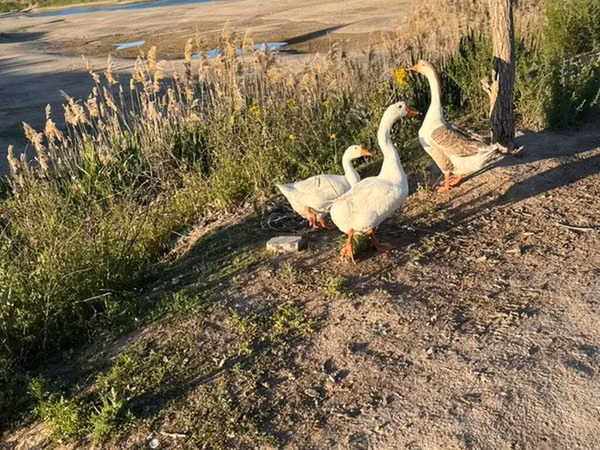 Geese — قرقیزستان