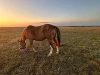 فرس, الخيول — الصورة 4