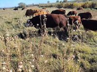 Toro, Mucca kazaka a testa bianca — foto 3