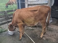 गाय, मवेशी — फ़ोटो 5