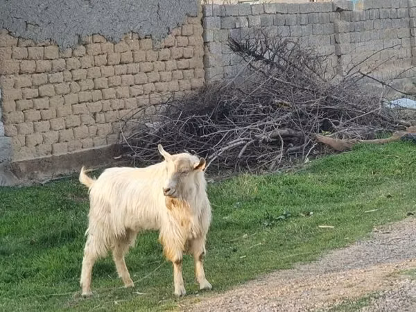 Ged, Geder — Usbekistan