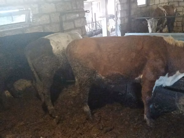 گاو نر, Simmental cattle