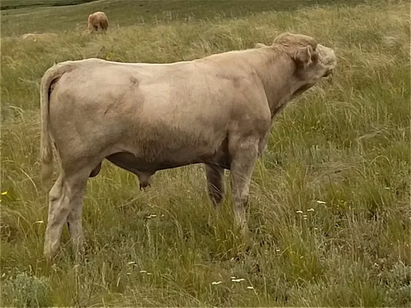Bull, Auliekol breed