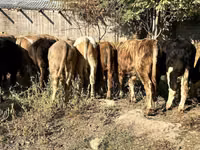 วัวตัวผู้, Swiss cattle — รูปภาพ 4