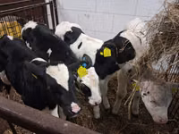 Tyre, Russian Black pied cattle — foto 2