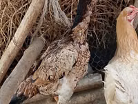 اسب (گروه، جنسیت مشخص نشده), اسب — عکس 1
