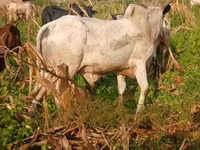 Vache, Bovins — photo 2