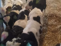 Cattle (batch, sex not specified), Russian Black pied cattle — photo 2
