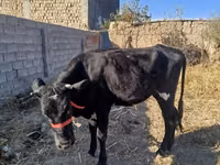 گاو ماده, گاو — عکس 1
