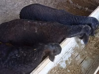 Ram, Hissar sheep — photo 8